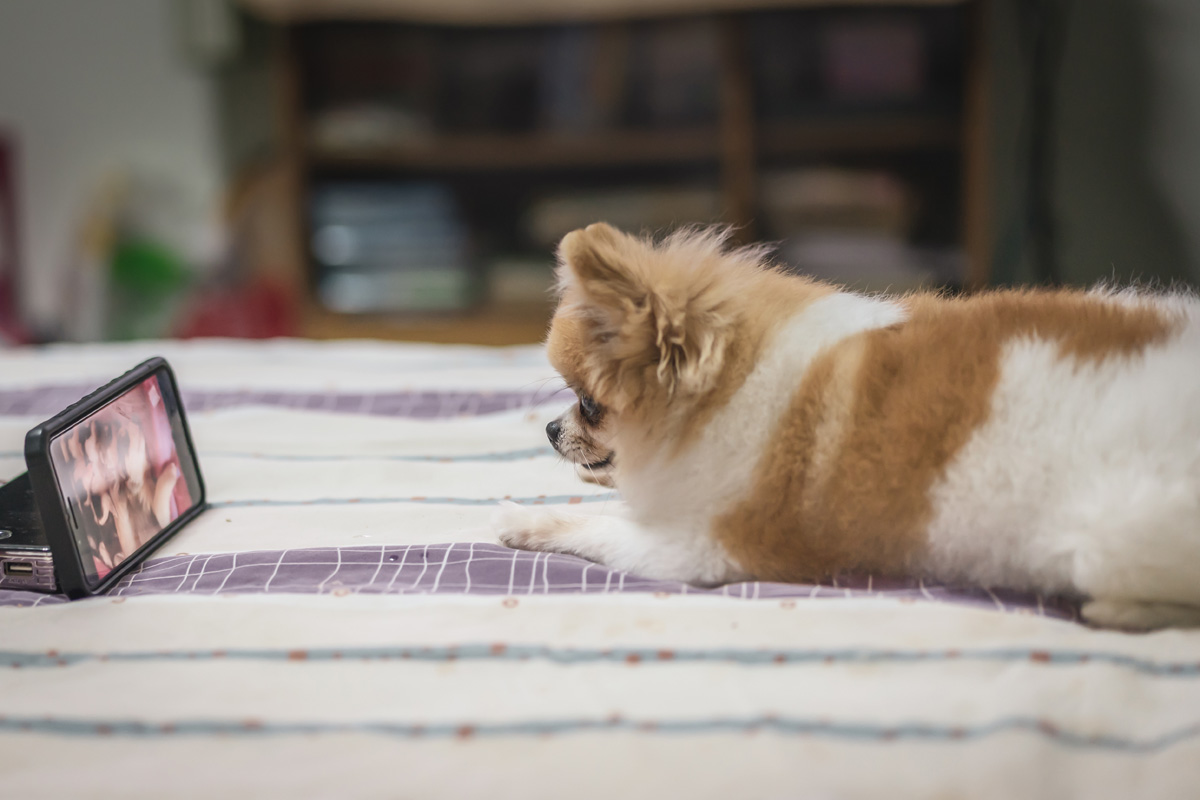 Redes sociais para pet shop: conheça as melhores estratégias